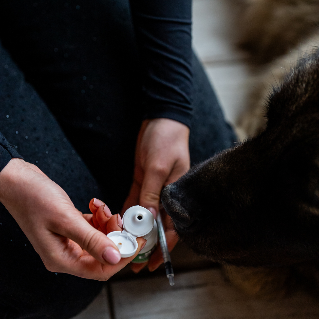 Aliment complémentaire confort articulaire chien - administration buccale à la seringue - Cura naturale