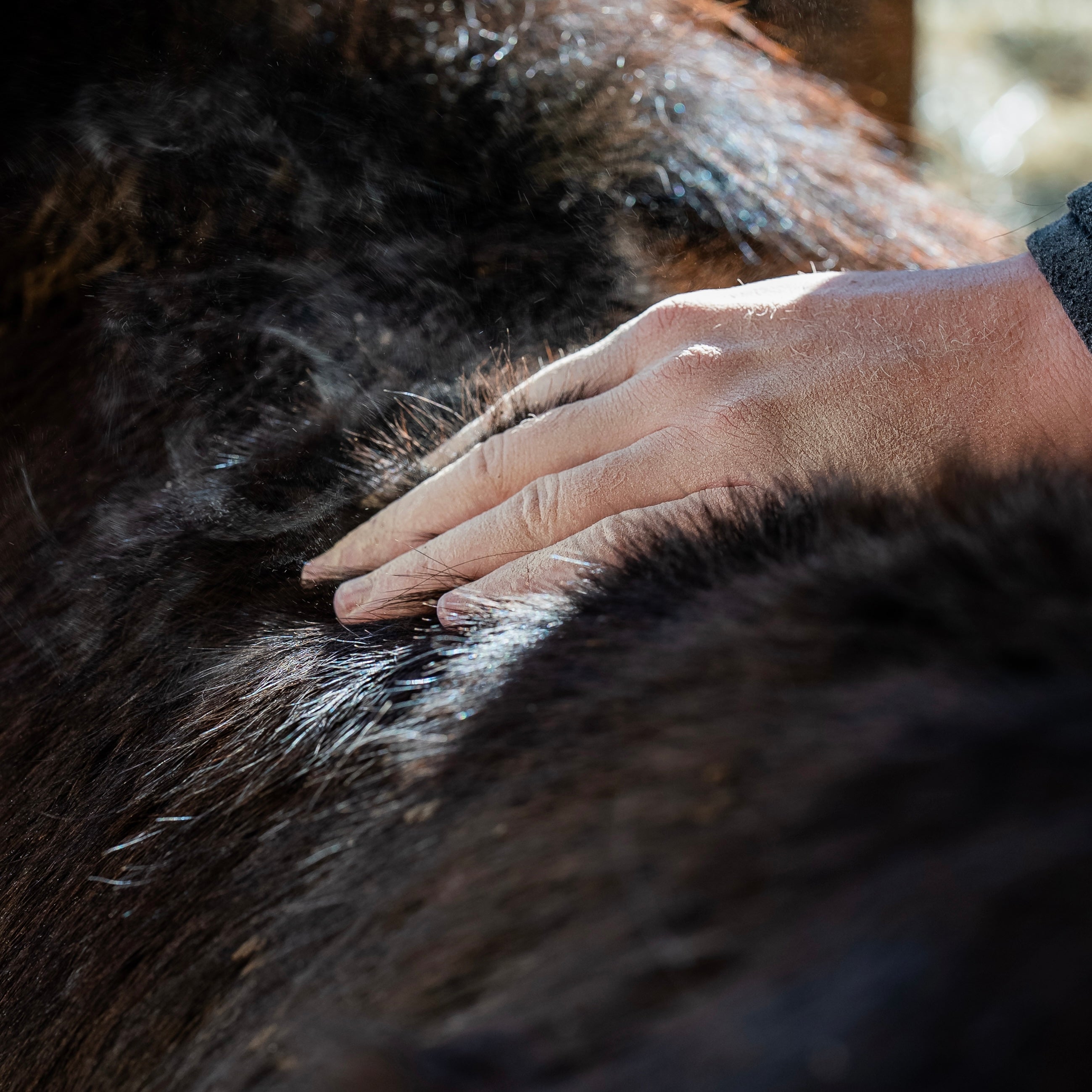 Poudre assainissante application