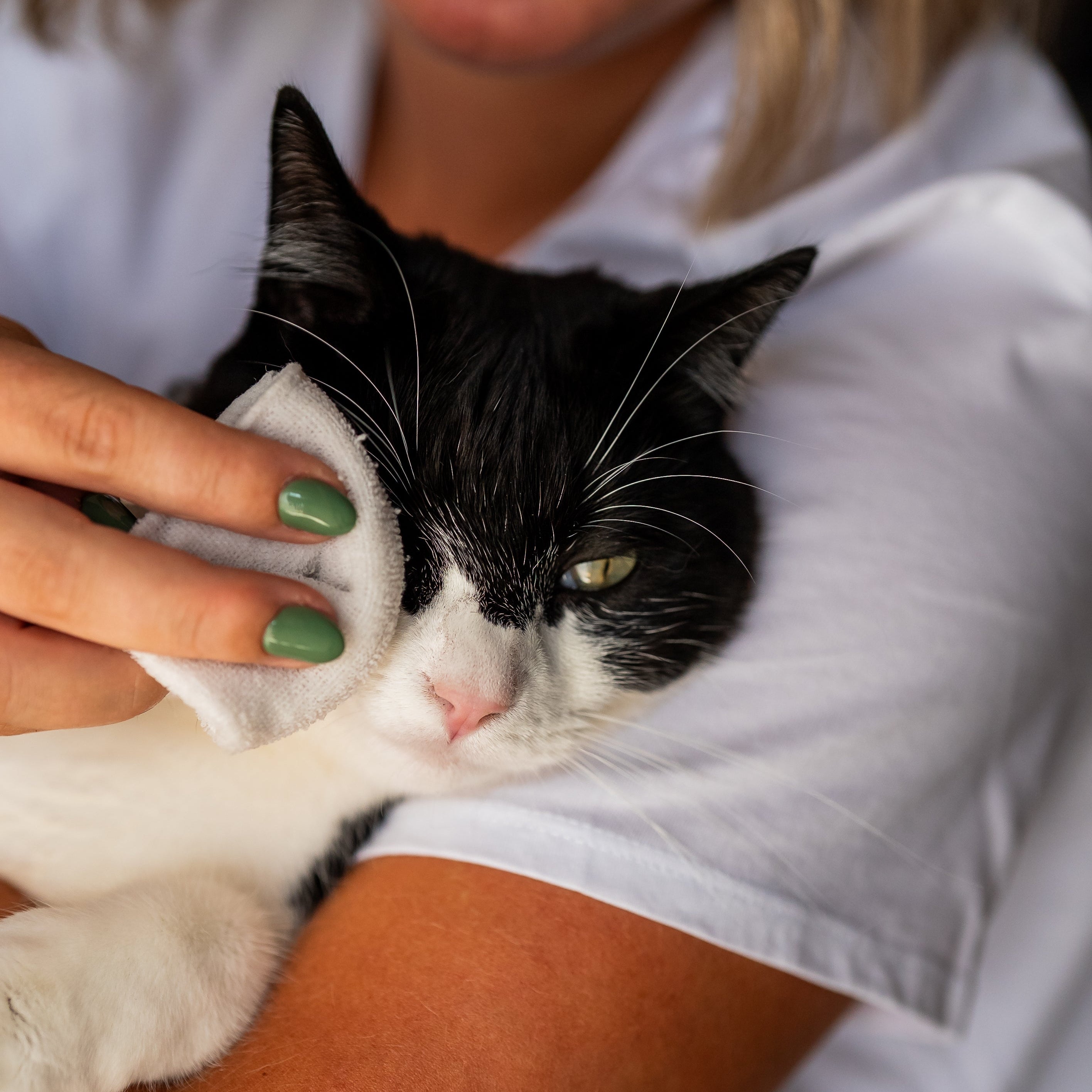 Hydrolat nettoyant chat application