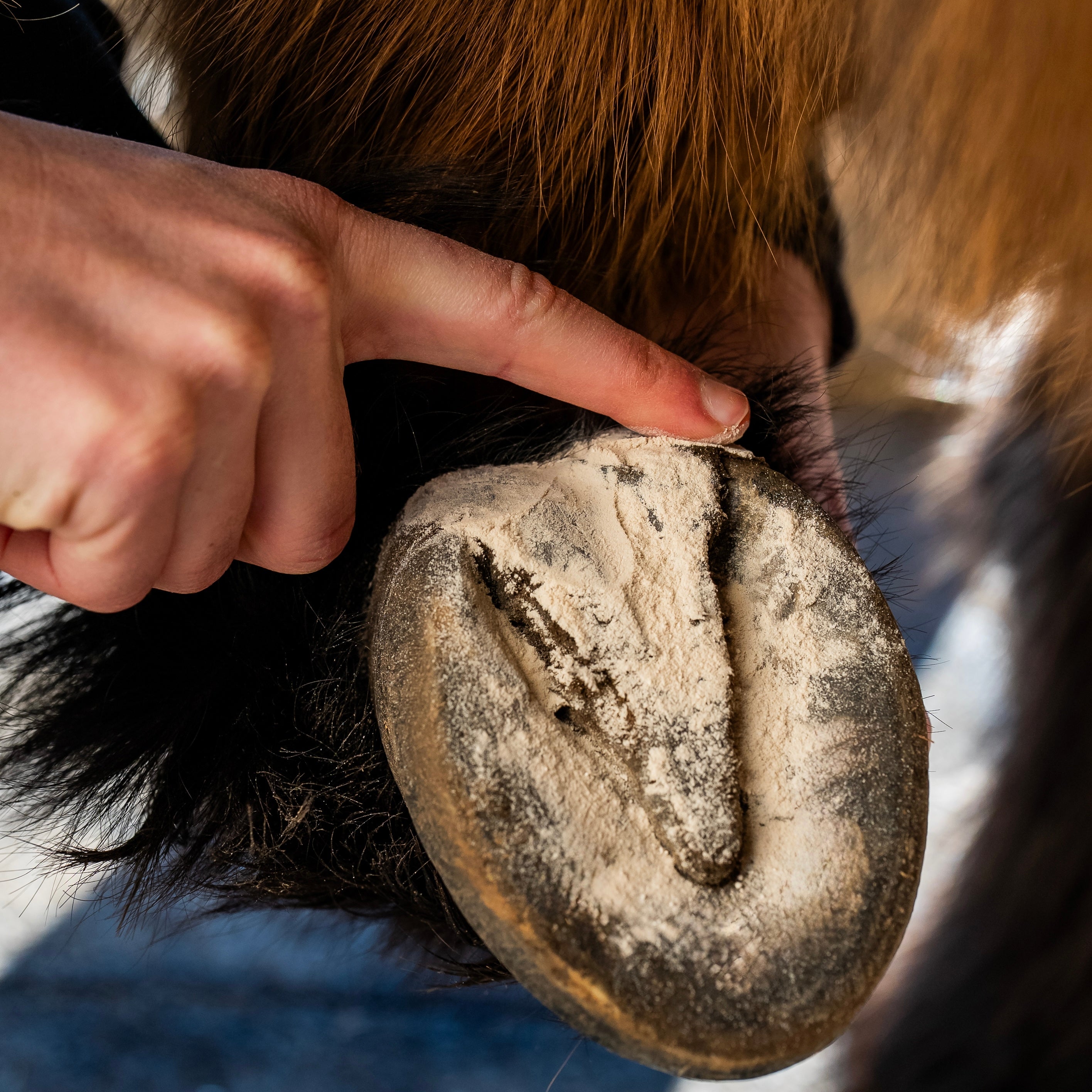 Poudre assainissante application