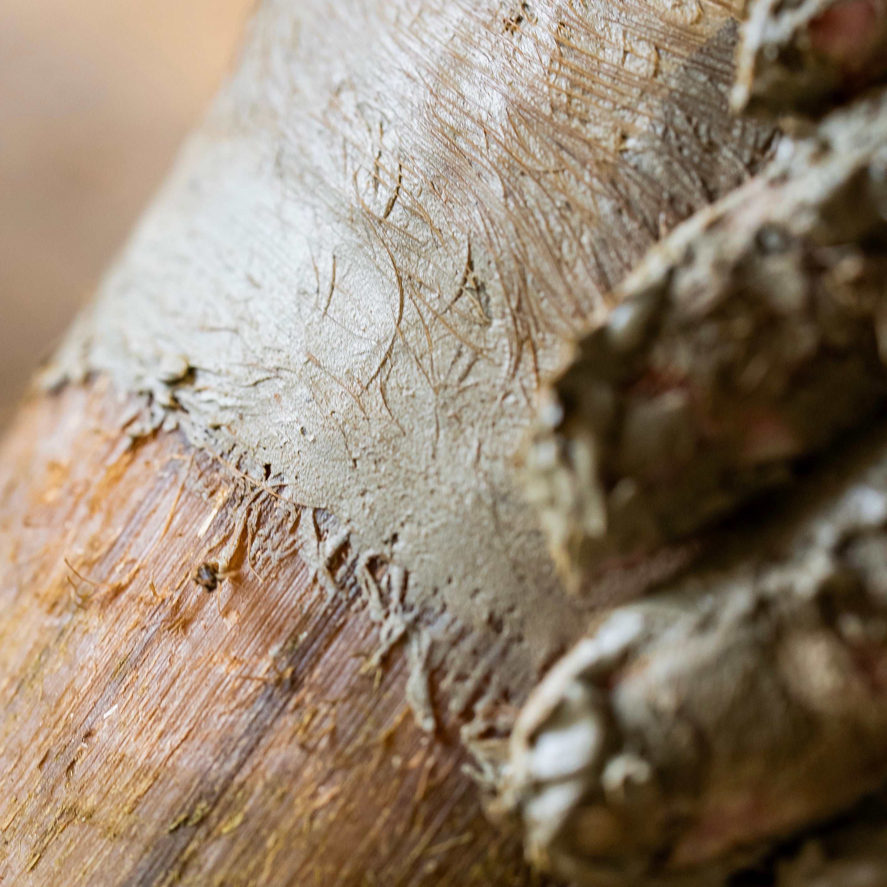 Argile sabots sensibles texture