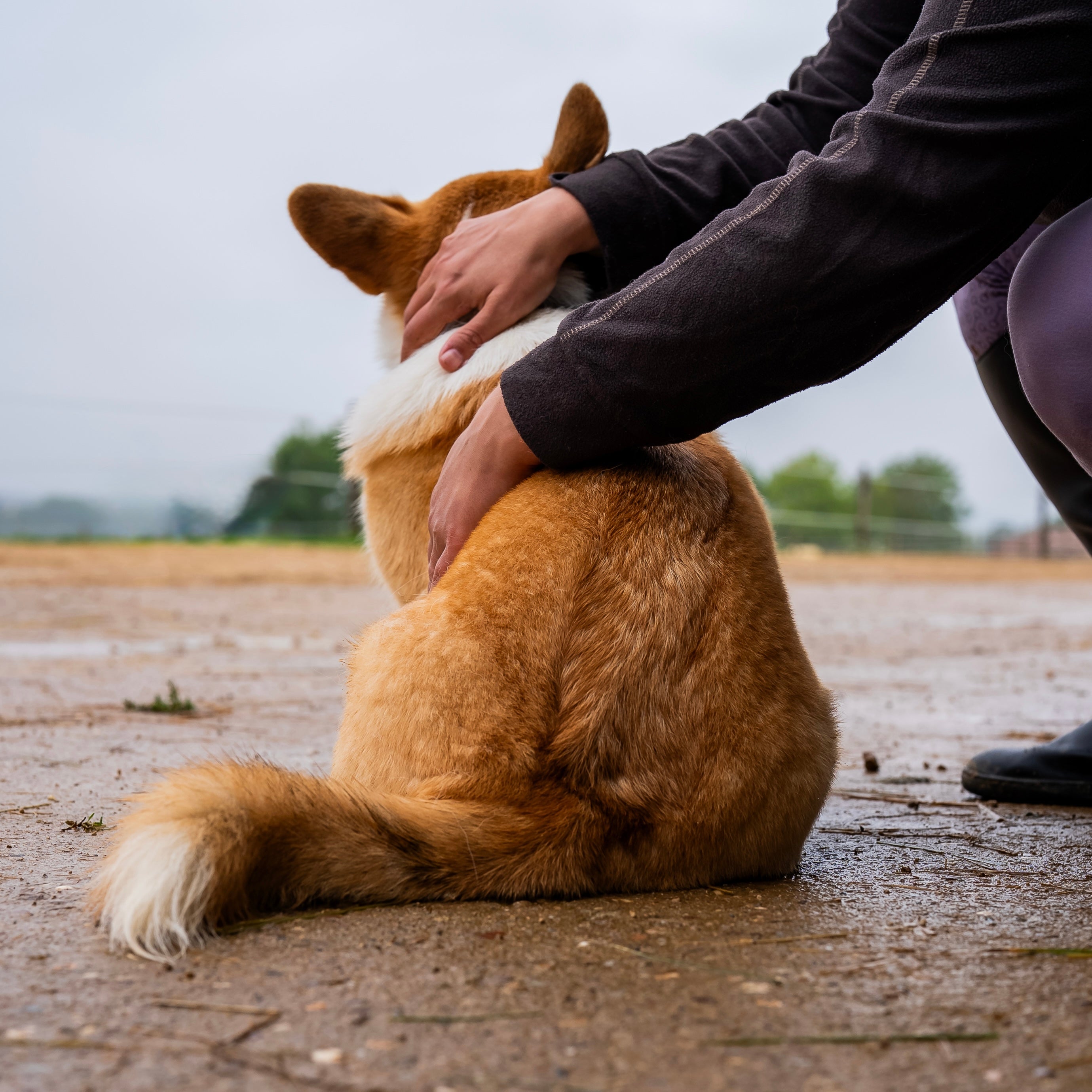 Aplicação de cão para desembaraçar e polir