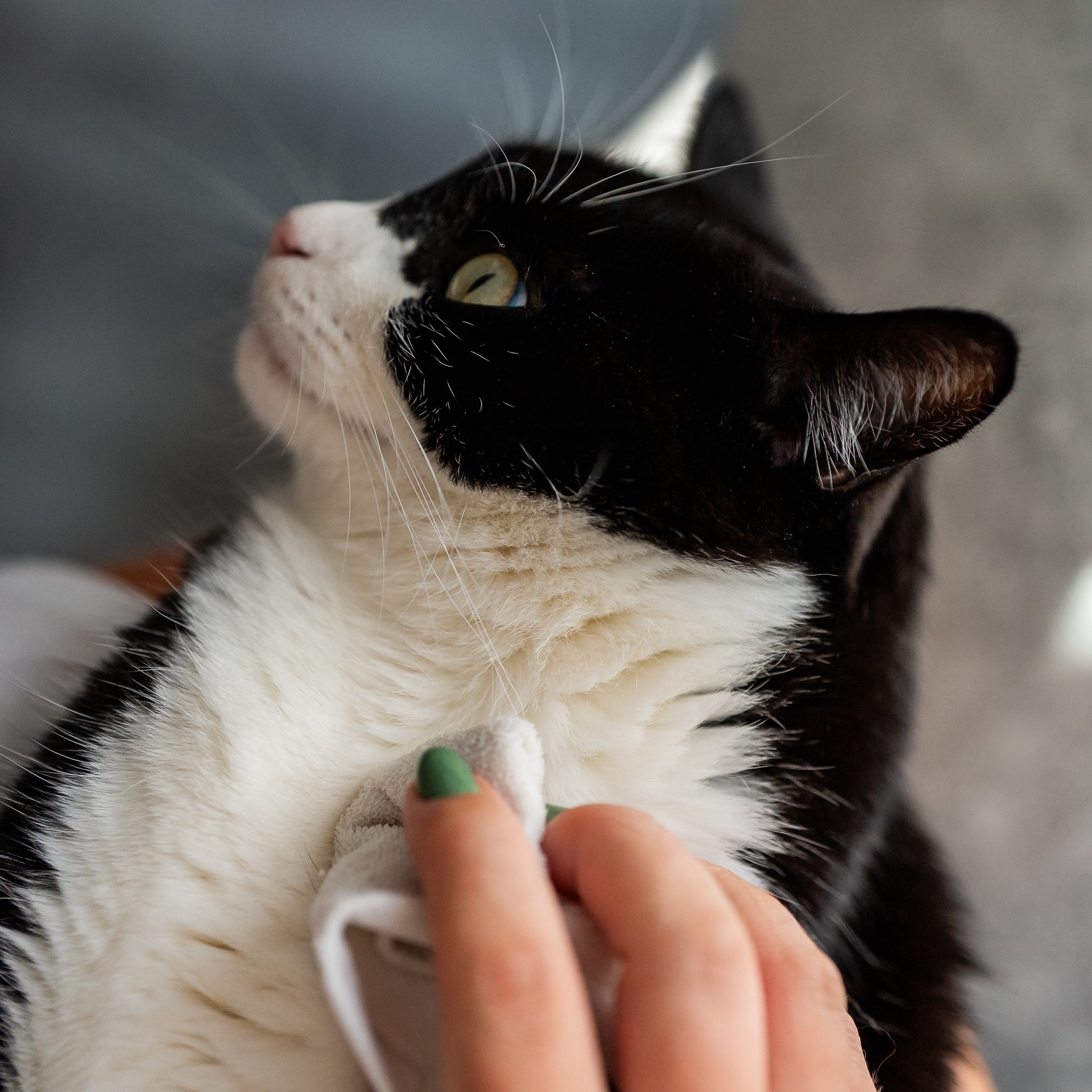 Hydrolat nettoyant chat application