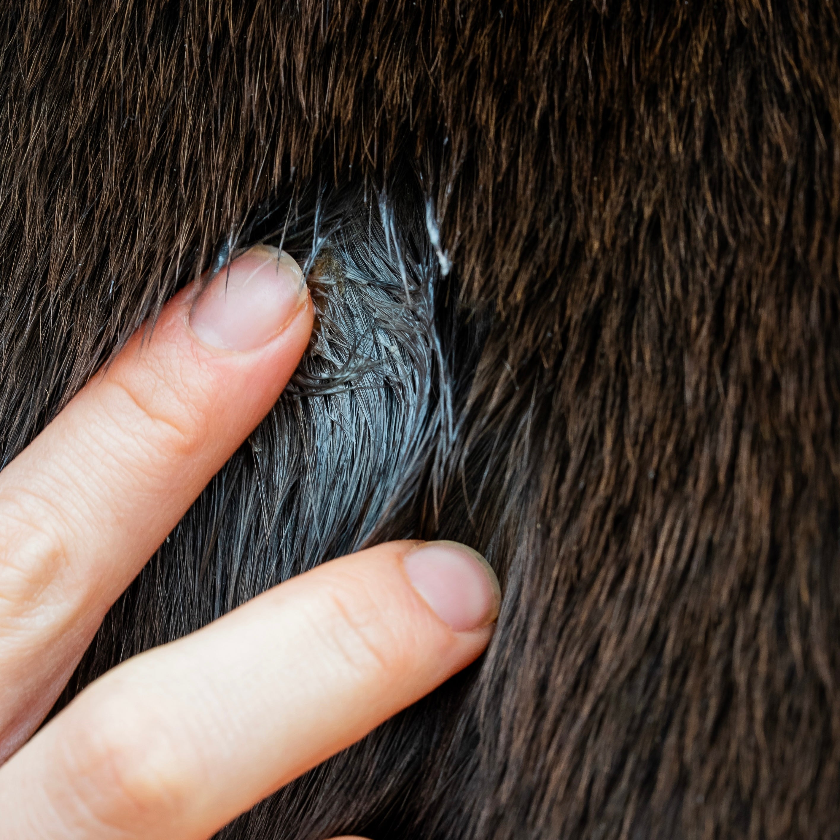 Gel repousse poil cheval application