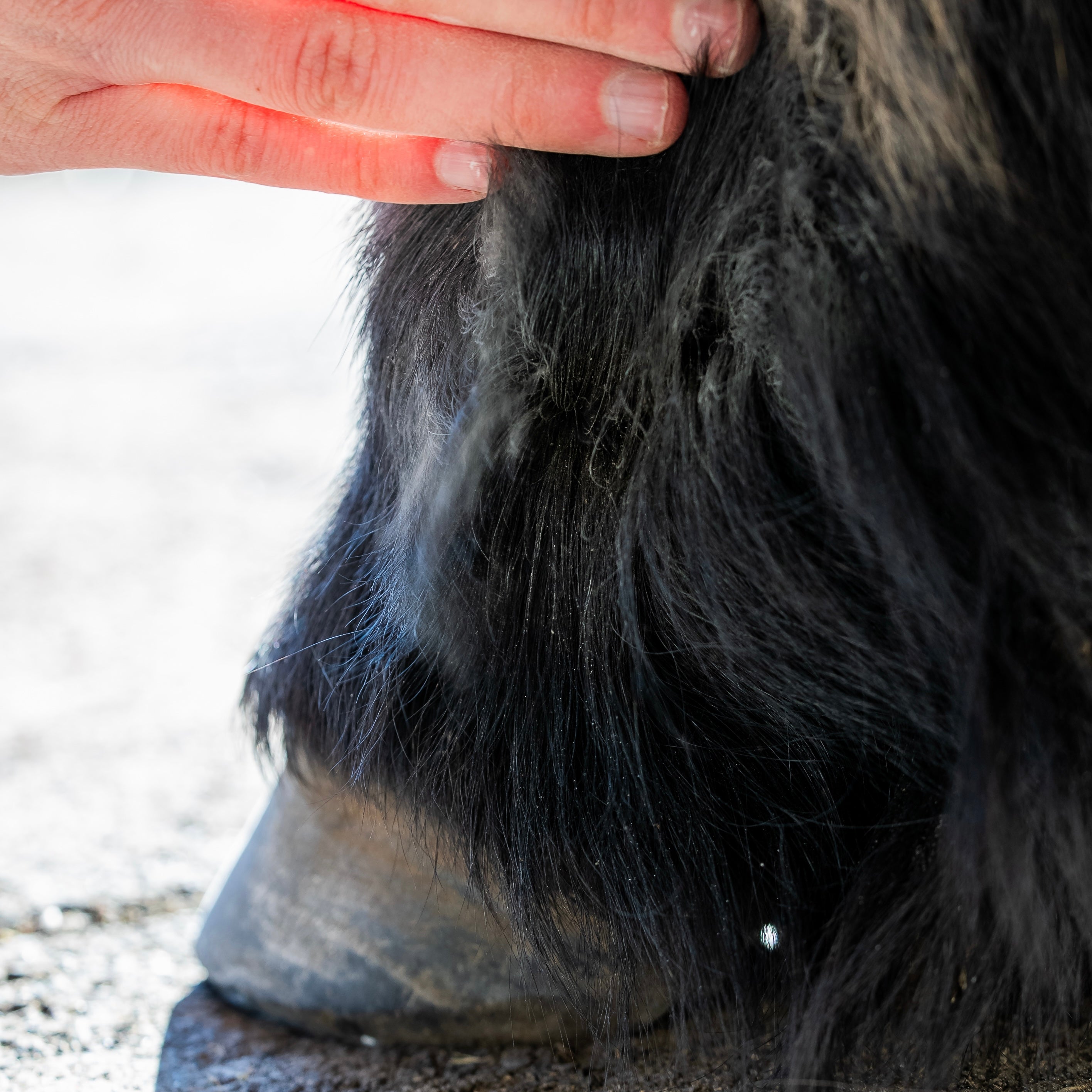 Poudre assainissante application