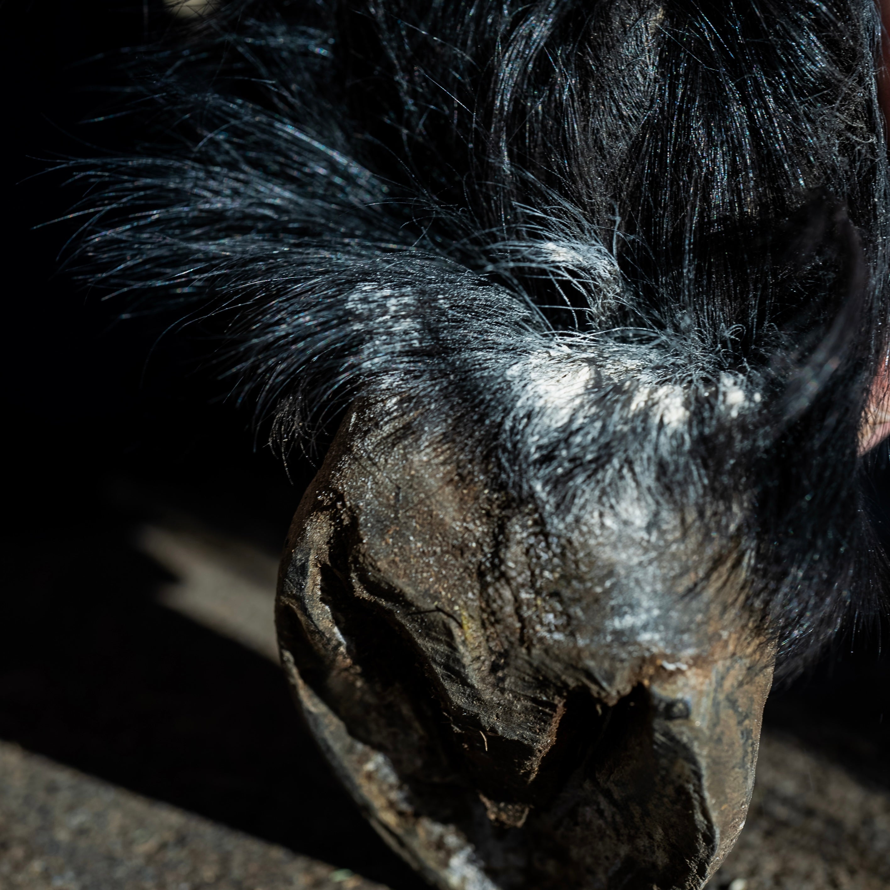 Poudre assainissante utilisation