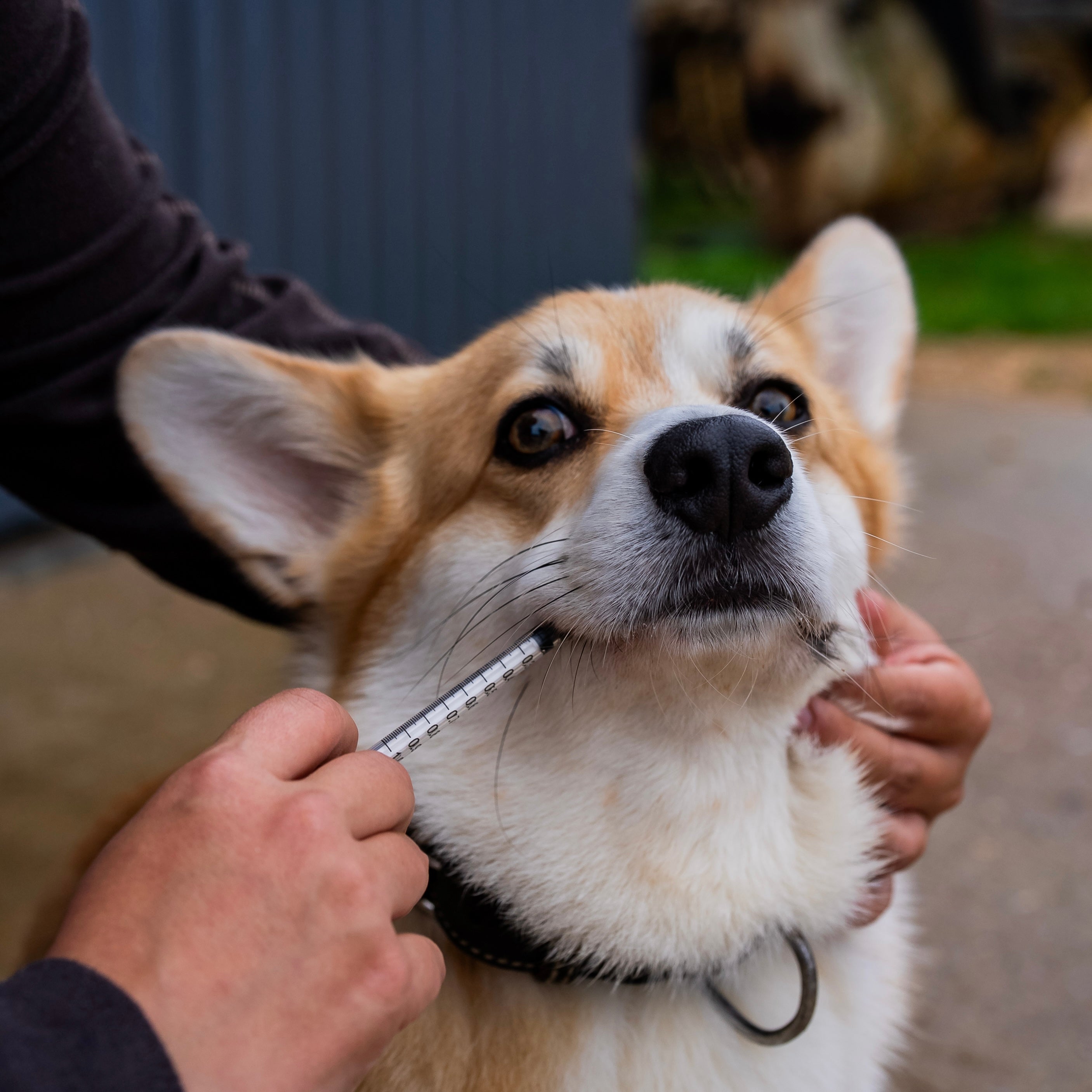 AC Confort articulaire chien