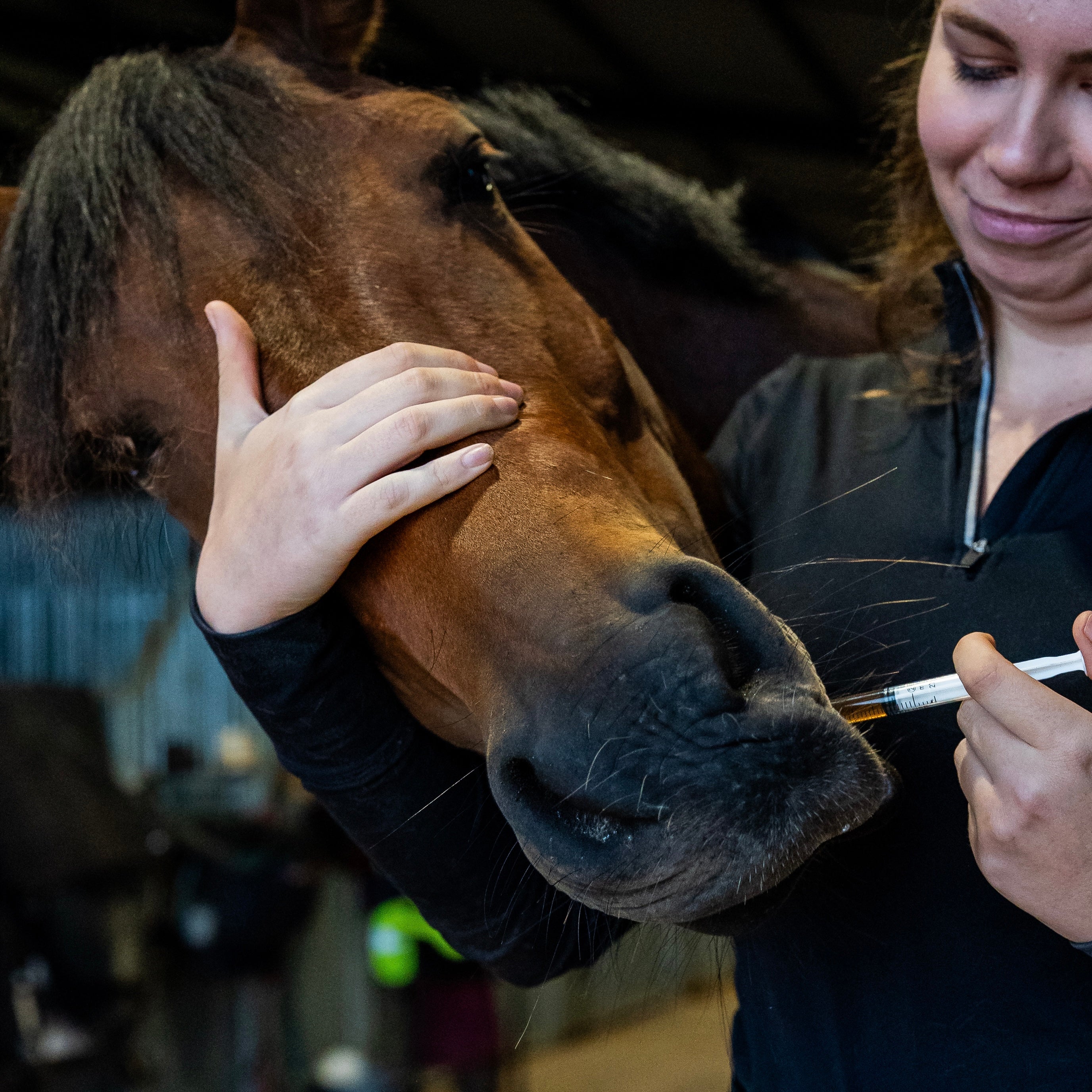 AC Soutien tendineux cheval