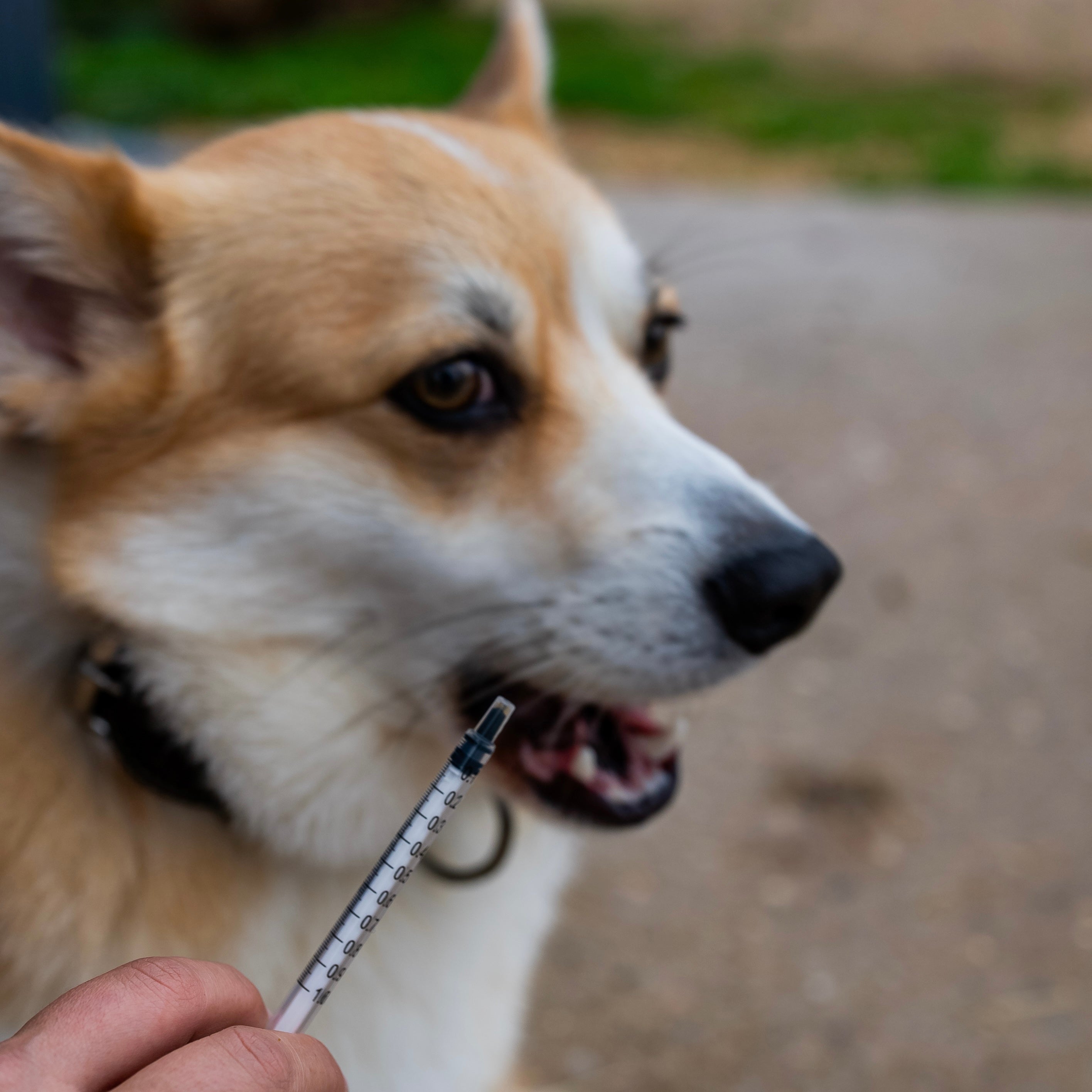 AC Confort articulaire chien