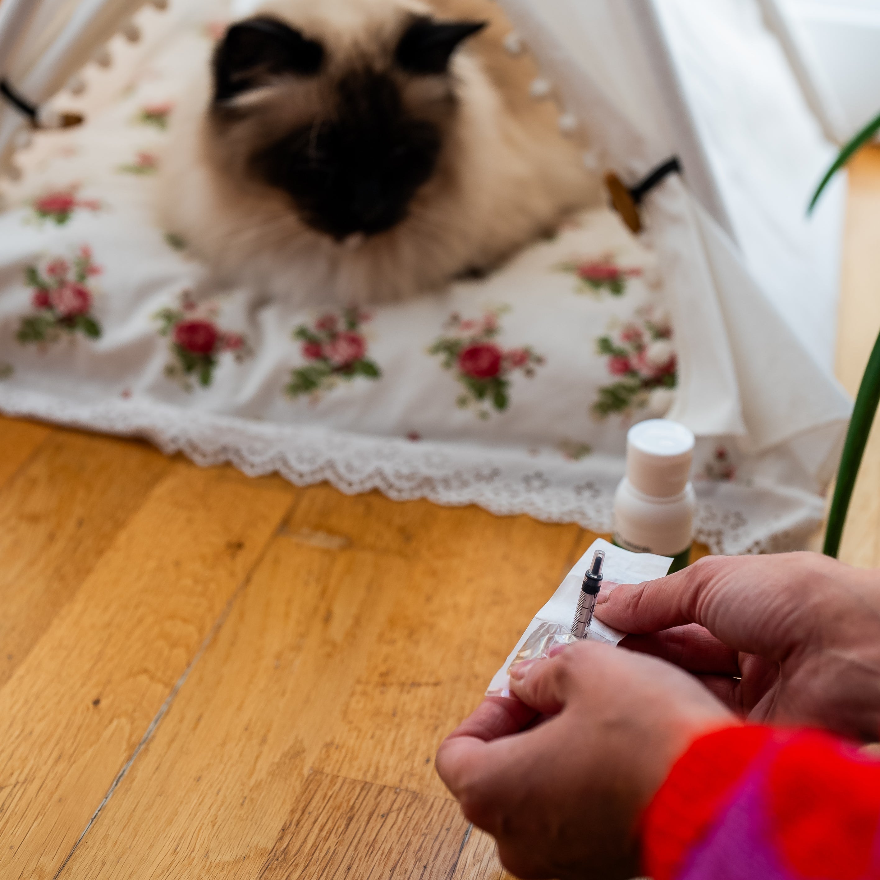 Administration de l'aliment complémentaire confort digestif à un chat