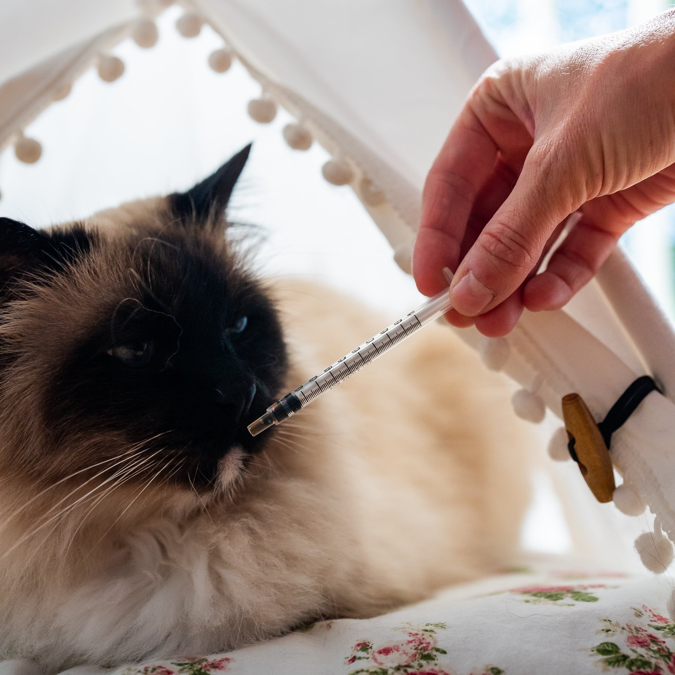 Seringue doseuse de l'aliment complémentaire confort digestif Cura naturale chat -3