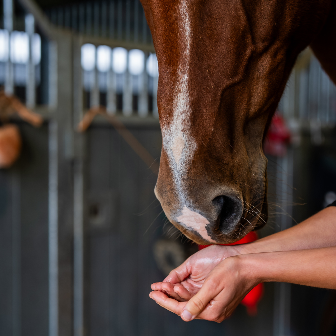 Détail de la texture du huile chauffante naturel Cura naturale pour cheval