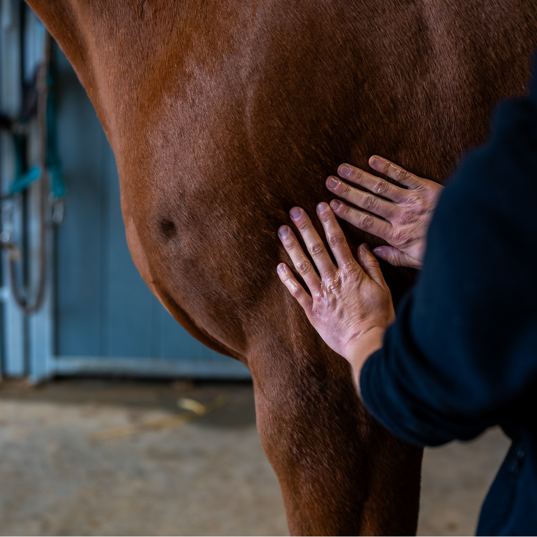 Détail de la texture du huile chauffante naturel Cura naturale pour cheval -2