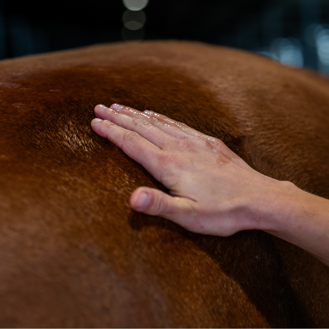 Détail de la texture du huile chauffante naturel Cura naturale pour cheval -4