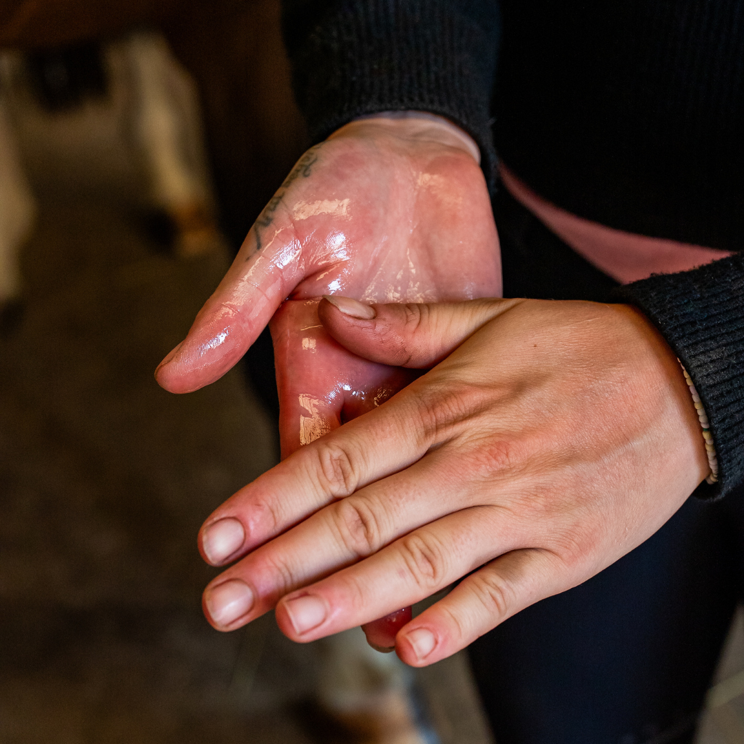 Cheval soigné après utilisation du huile confort hormonal Cura naturale