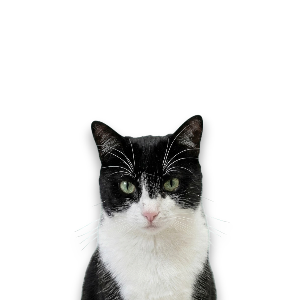 Chat