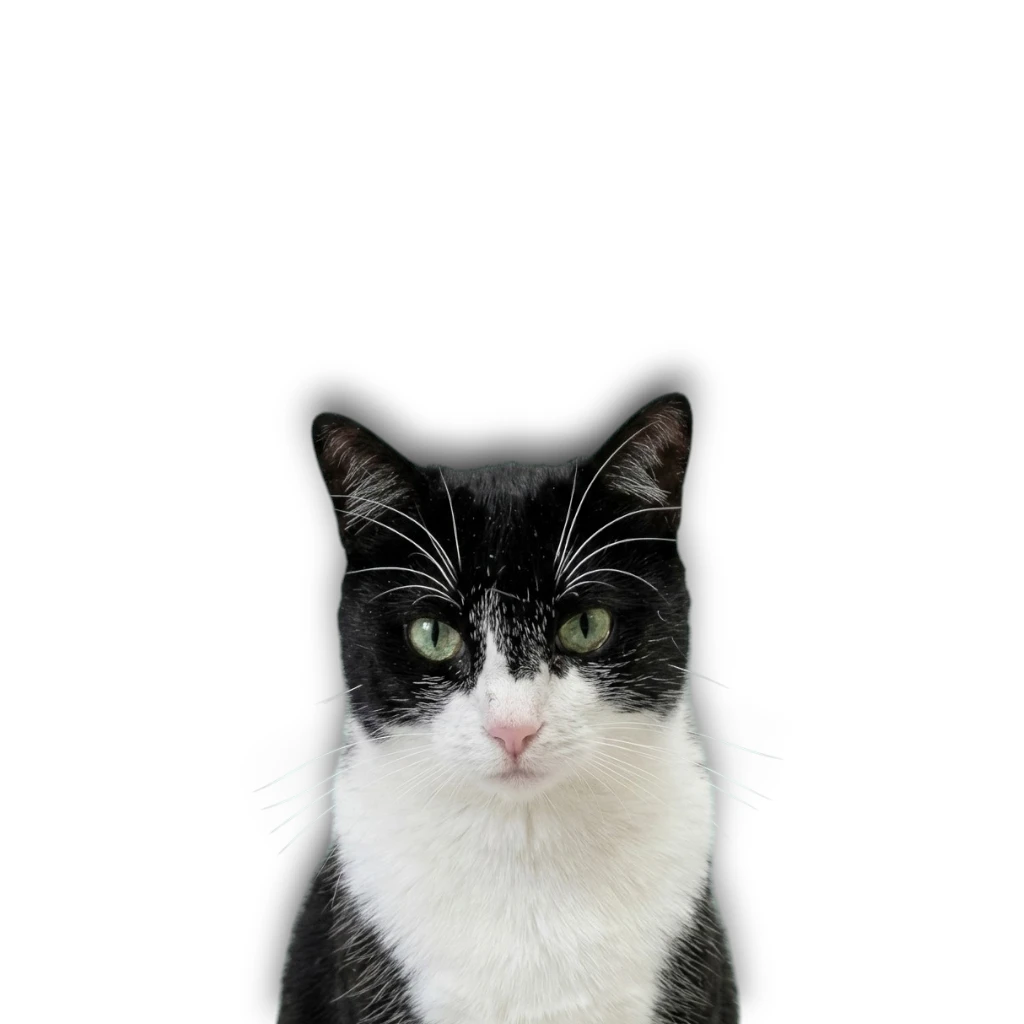 Chat