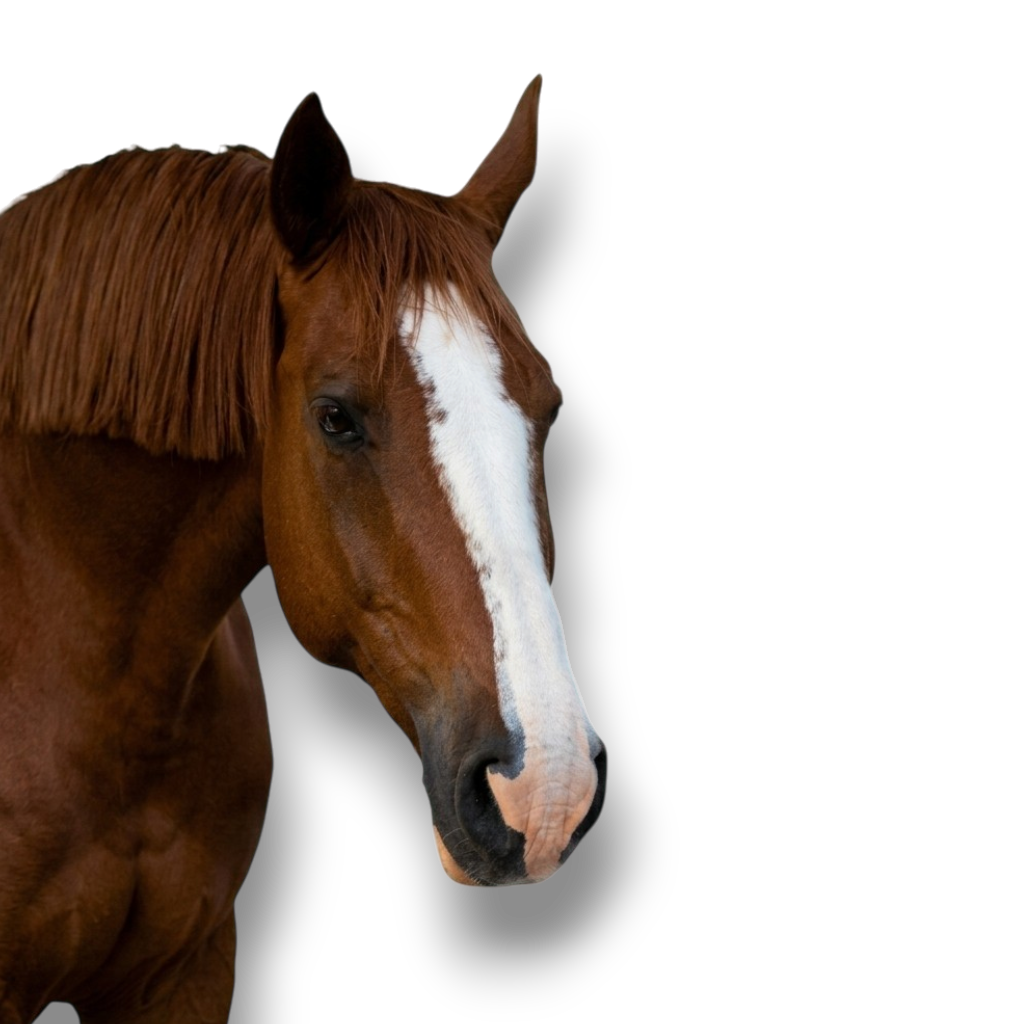 Cheval
