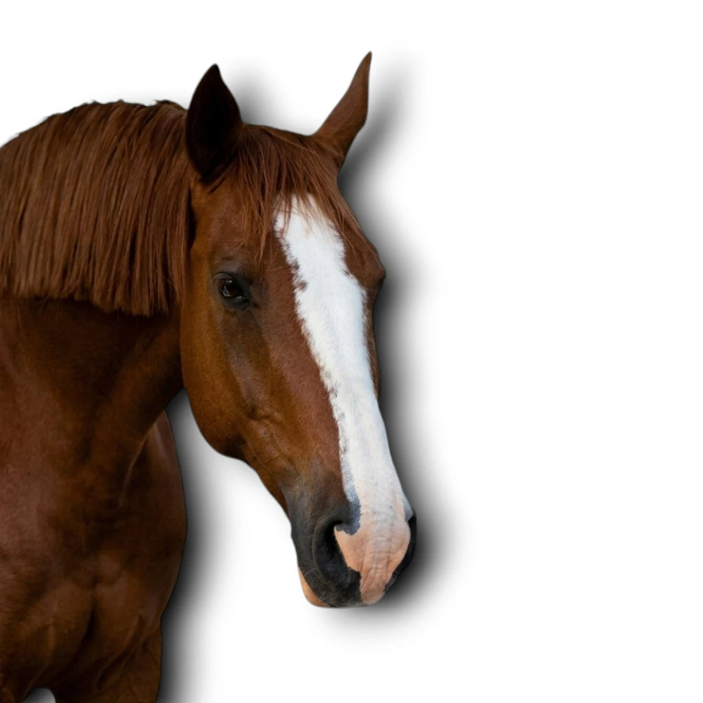 Cheval