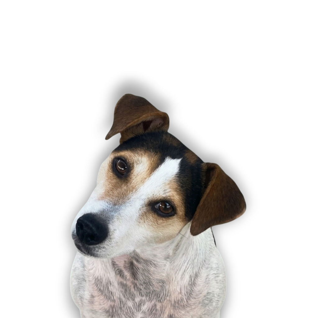 Chien