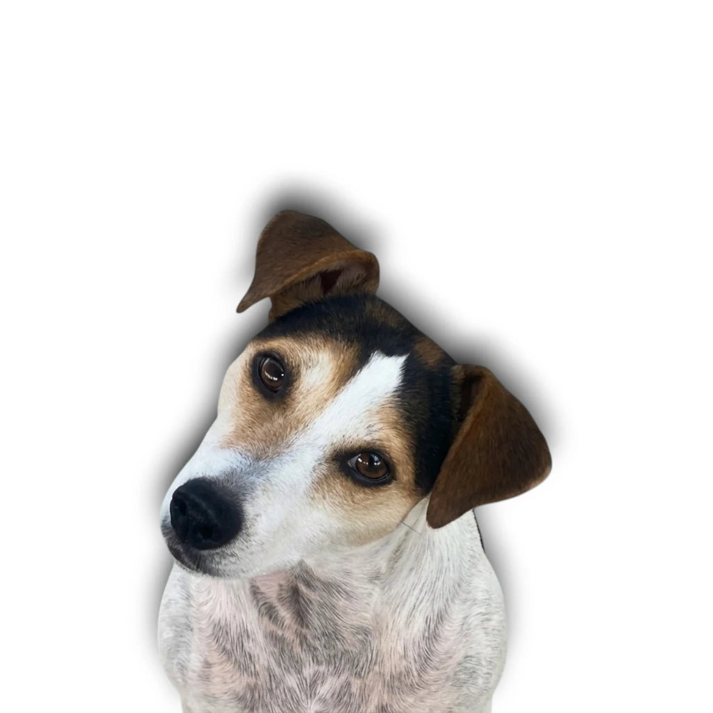 Chien