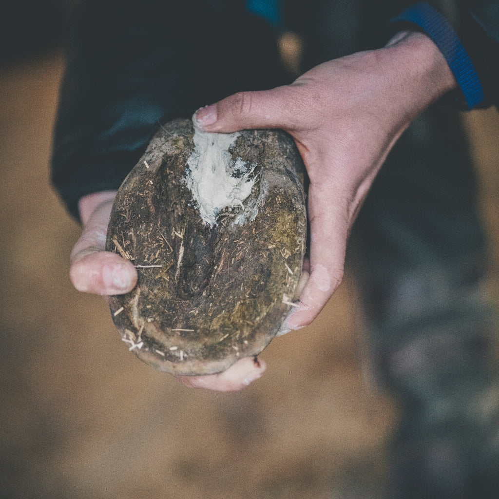 Soin pourriture des fourchettes