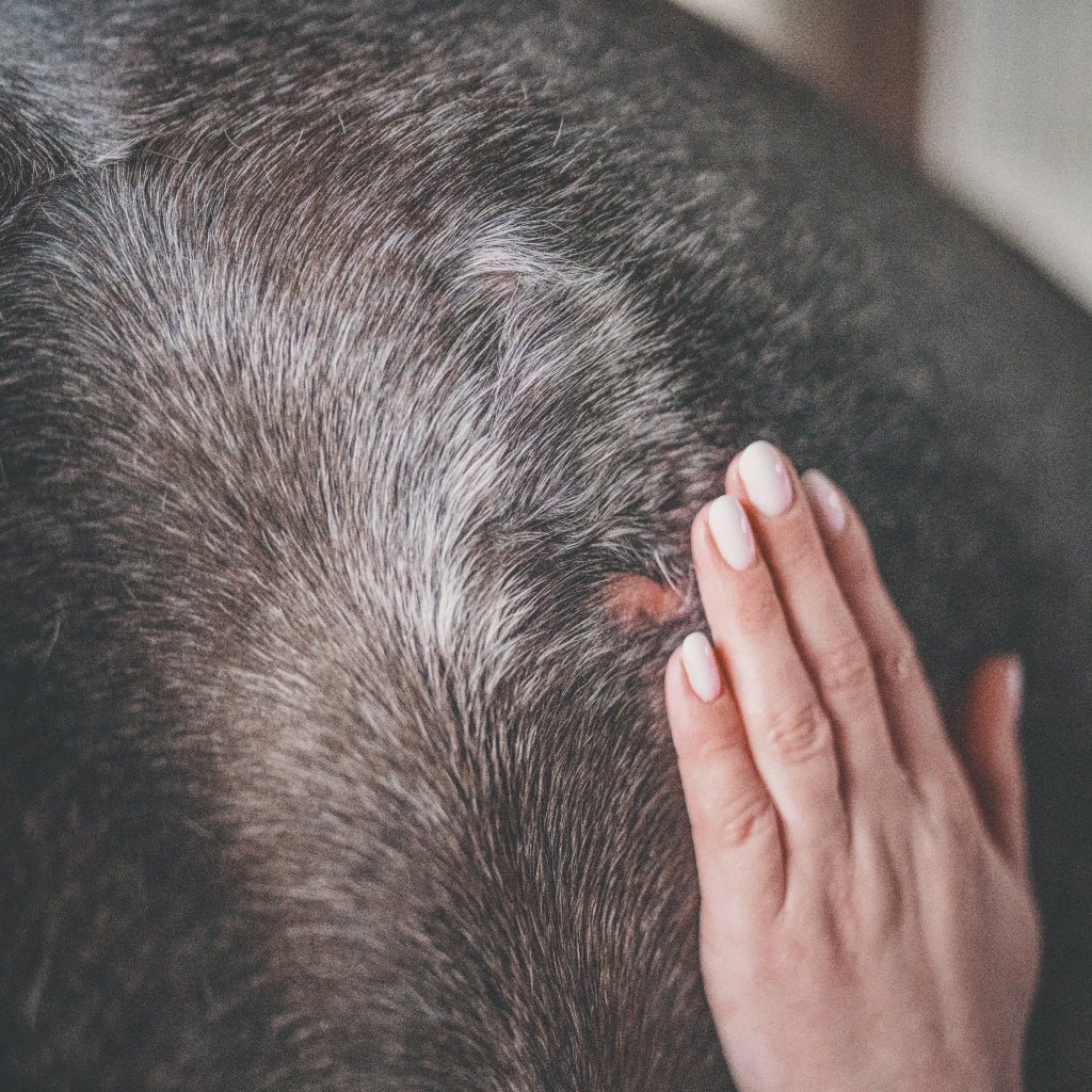 Soin repousse du poil