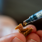 Aliment complémentaire soutien immunitaire chien - application sur friandise - Cura naturale