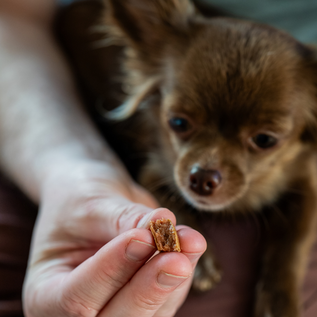 Aliment complémentaire soutien immunitaire chien - administration sur friandise - Cura naturale