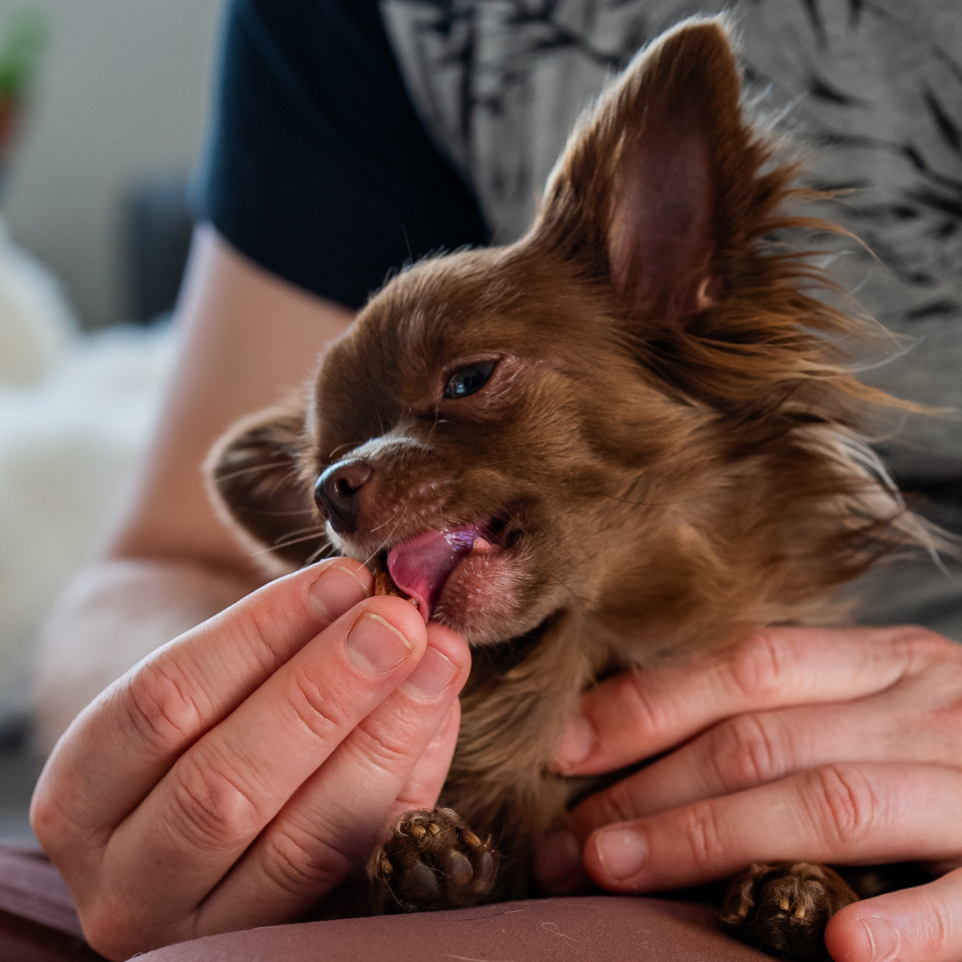 Aliment complémentaire soutien immunitaire chien - administration sur friandise - Cura naturale-2