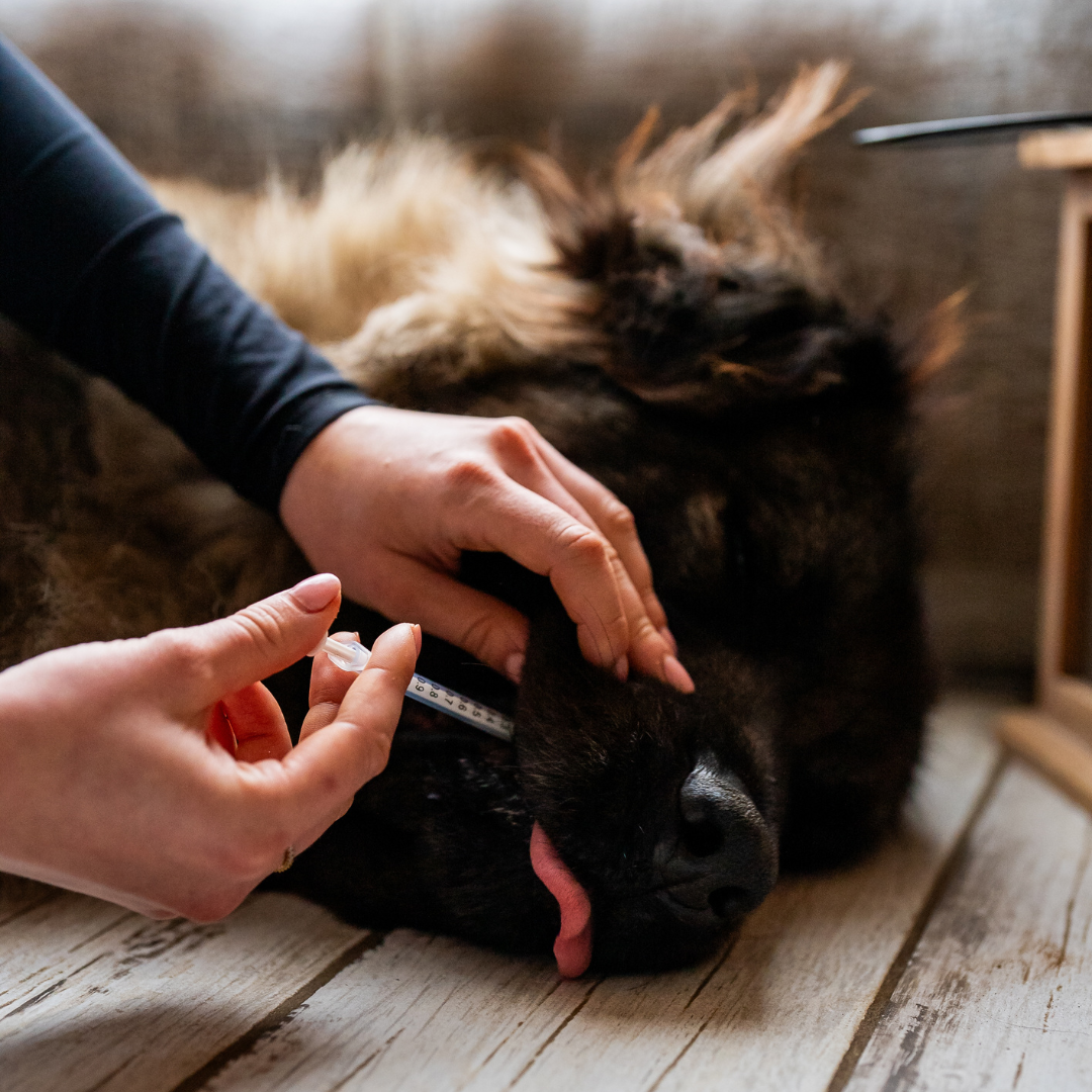 Aliment complémentaire confort articulaire chien - administration en bouche seringue - Cura naturale