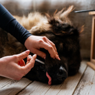 Aliment complémentaire confort articulaire chien - administration en bouche seringue - Cura naturale