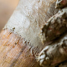 Argile sabots sensibles texture