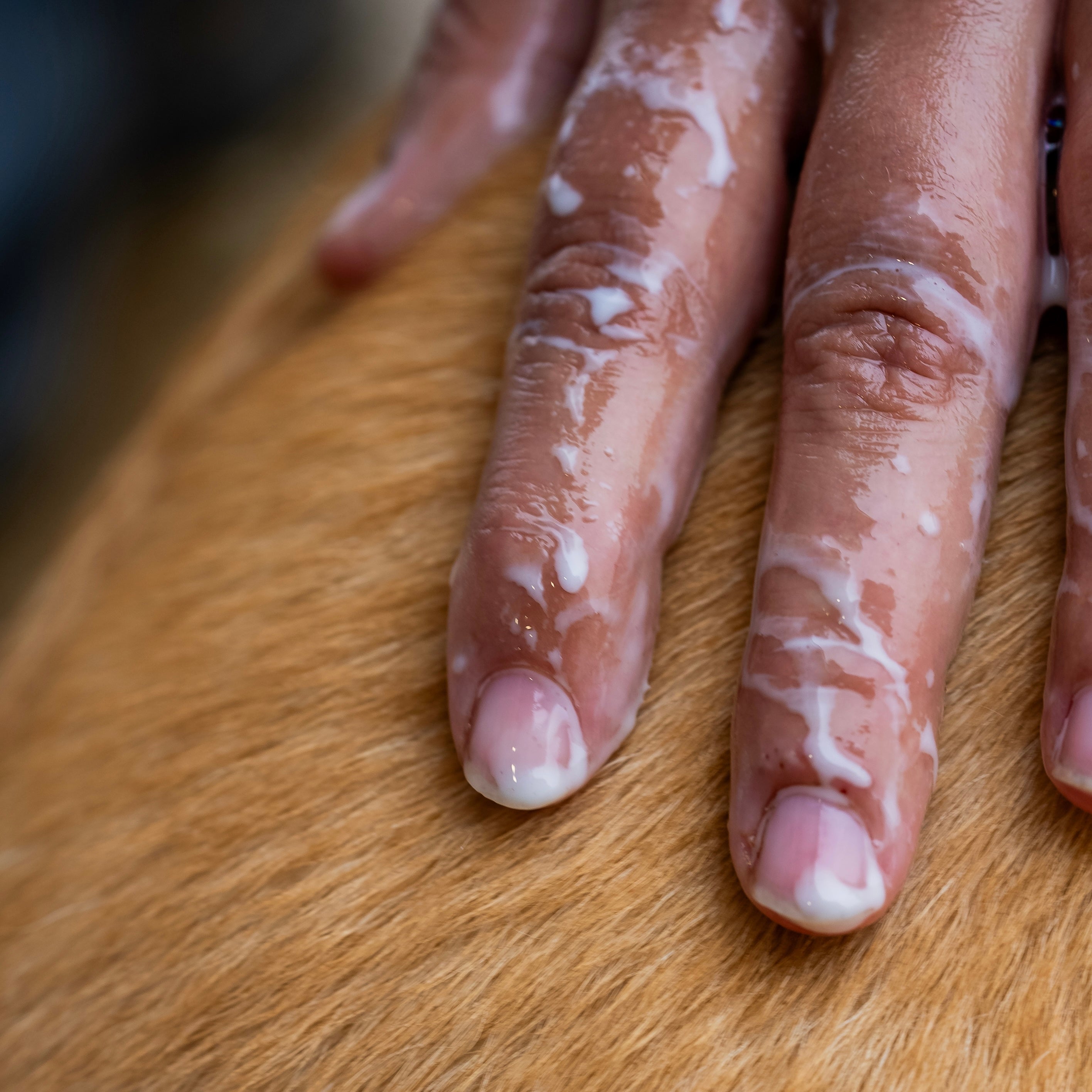 Démêlant & lustrant chien application 