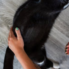 Démêlant & lustrant chat application