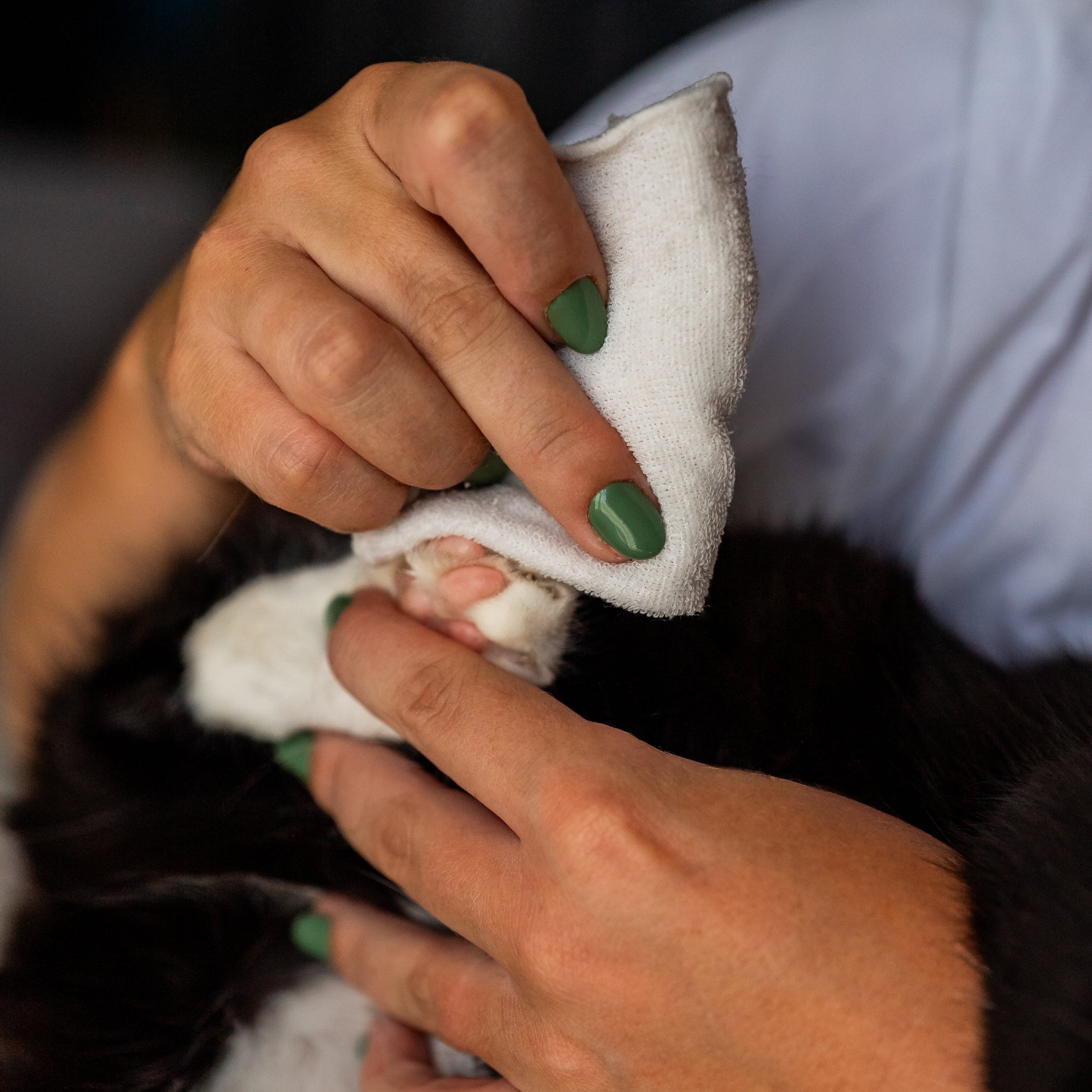 Hydrolat nettoyant chat application