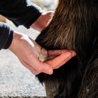 Poudre assainissante application