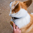 Resultado de desembaraçar e polir o cão