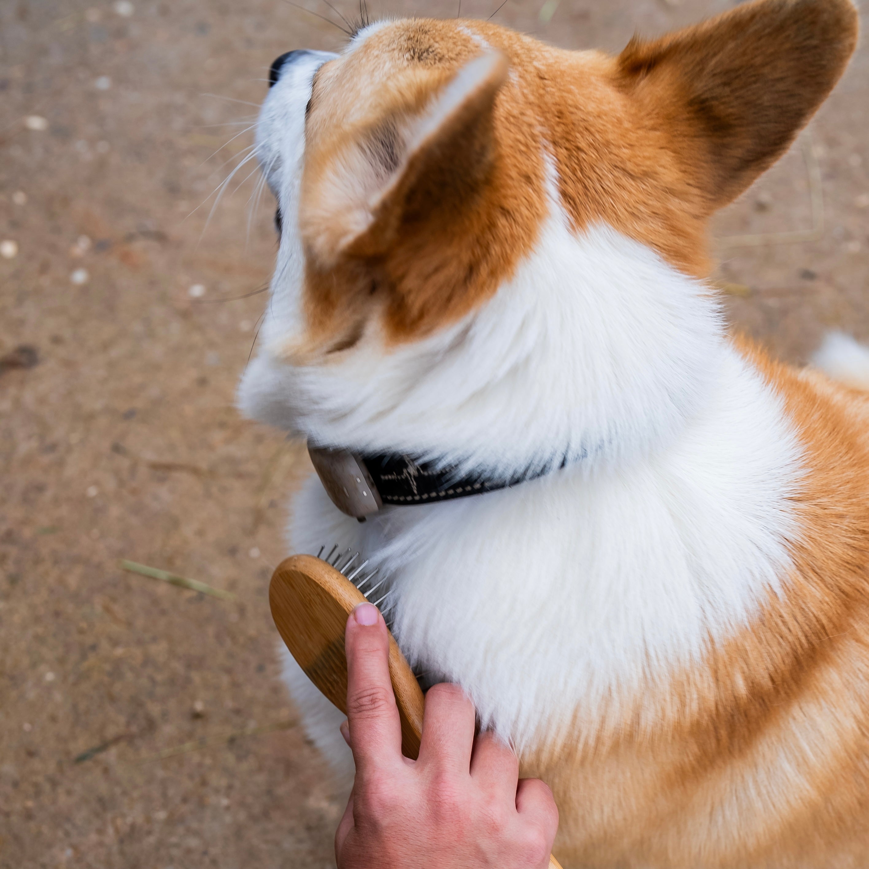 Démêlant & lustrant chien résultat