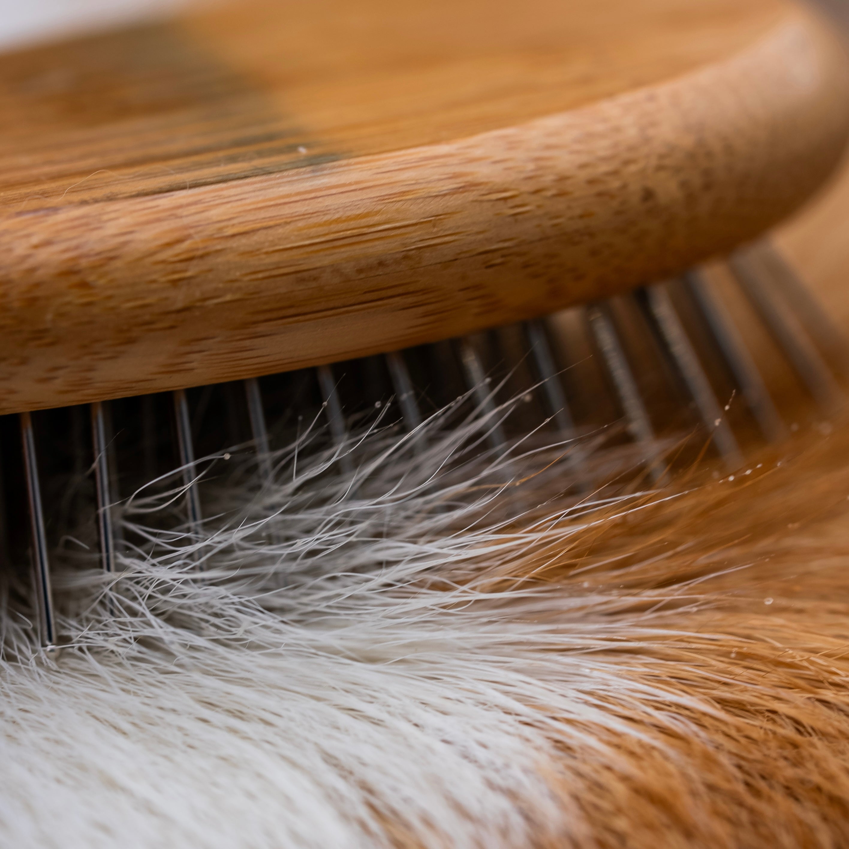 Démêlant & lustrant chien résultat