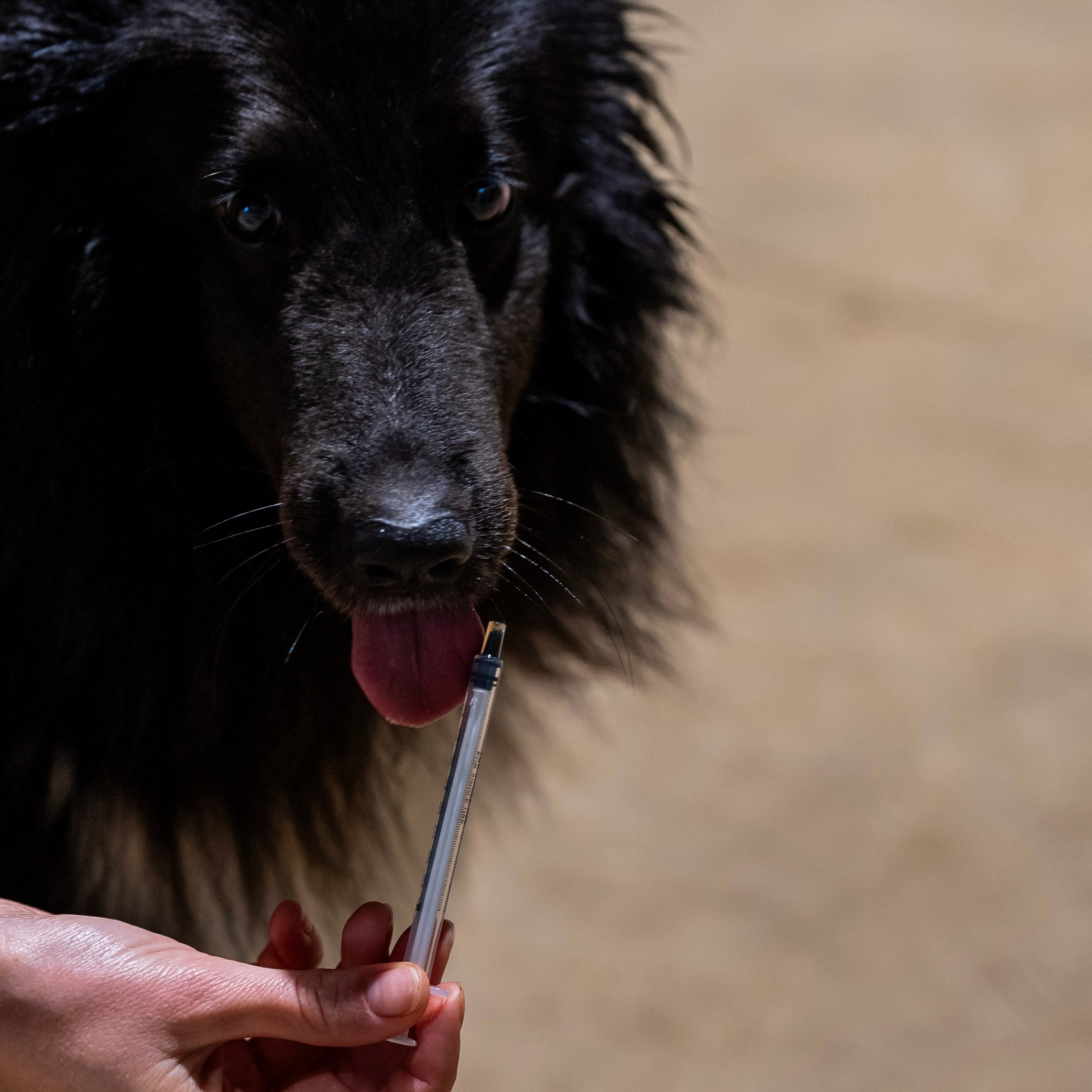 AC confort digestif chien 