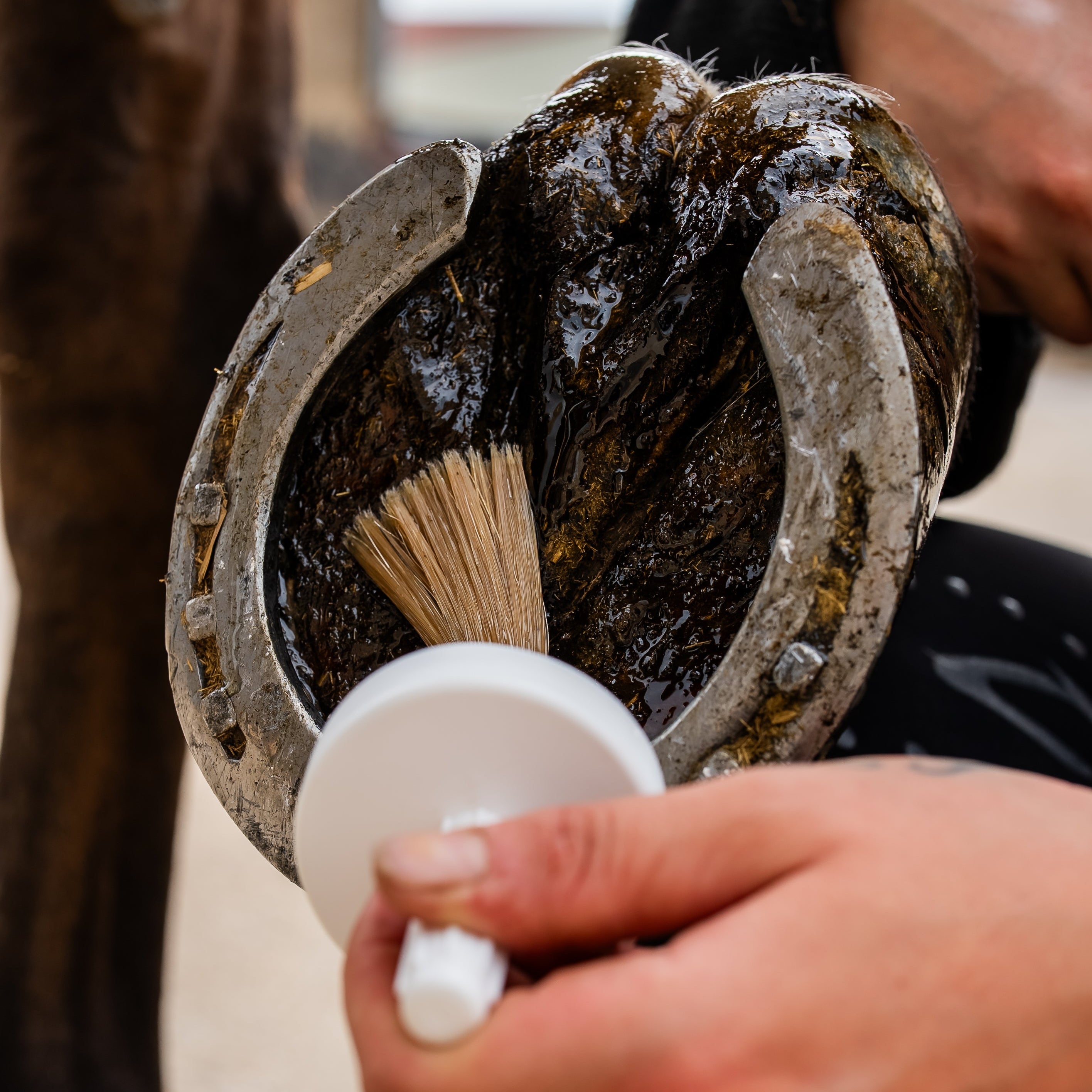 Huile sabots secs cheval - application au pinceau sur sabot ferré - Cura naturale
