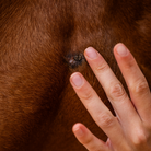 Huile excroissance cutanée cheval - zone cutanée à traiter en détail - Cura naturale