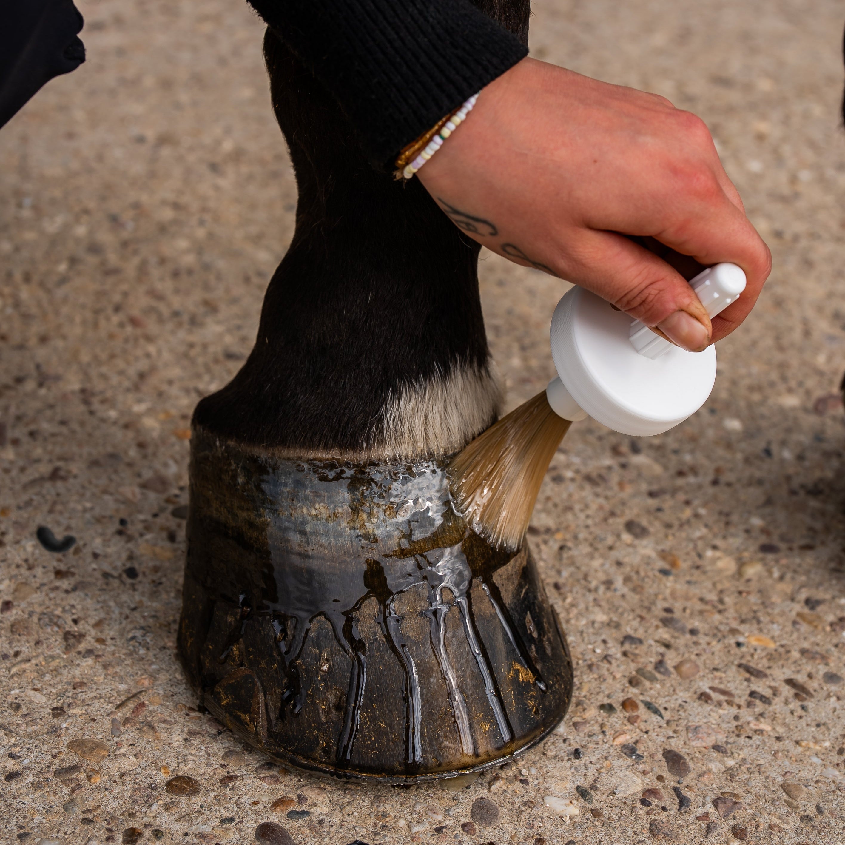 Huile sabots secs cheval - soin du sabot vu de dessus - Cura naturale