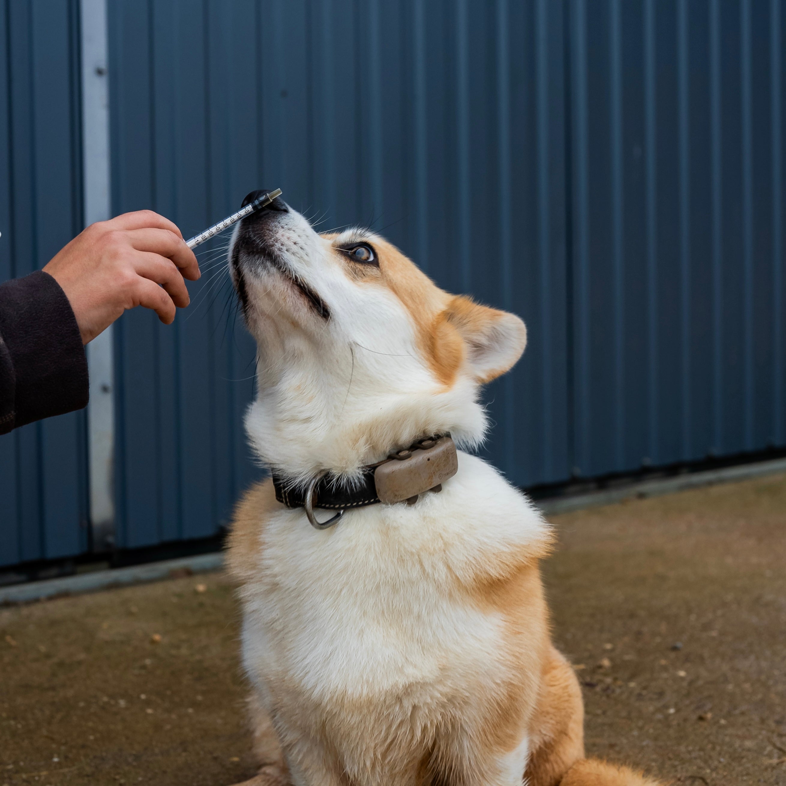 AC Confort articulaire chien