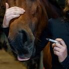 AC Soutien tendineux cheval