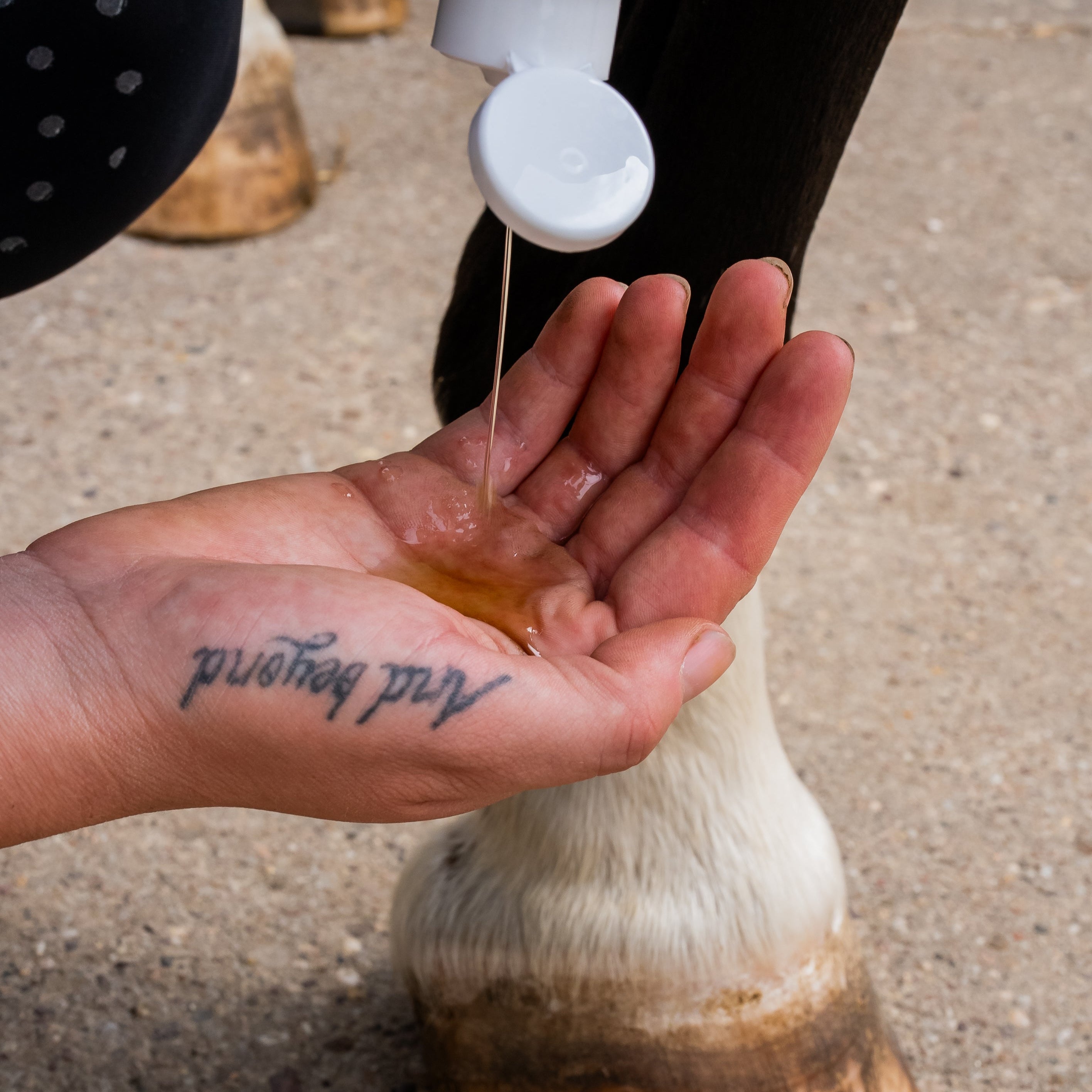 Application du huile soutien tendineux Cura naturale sur la robe d'un cheval