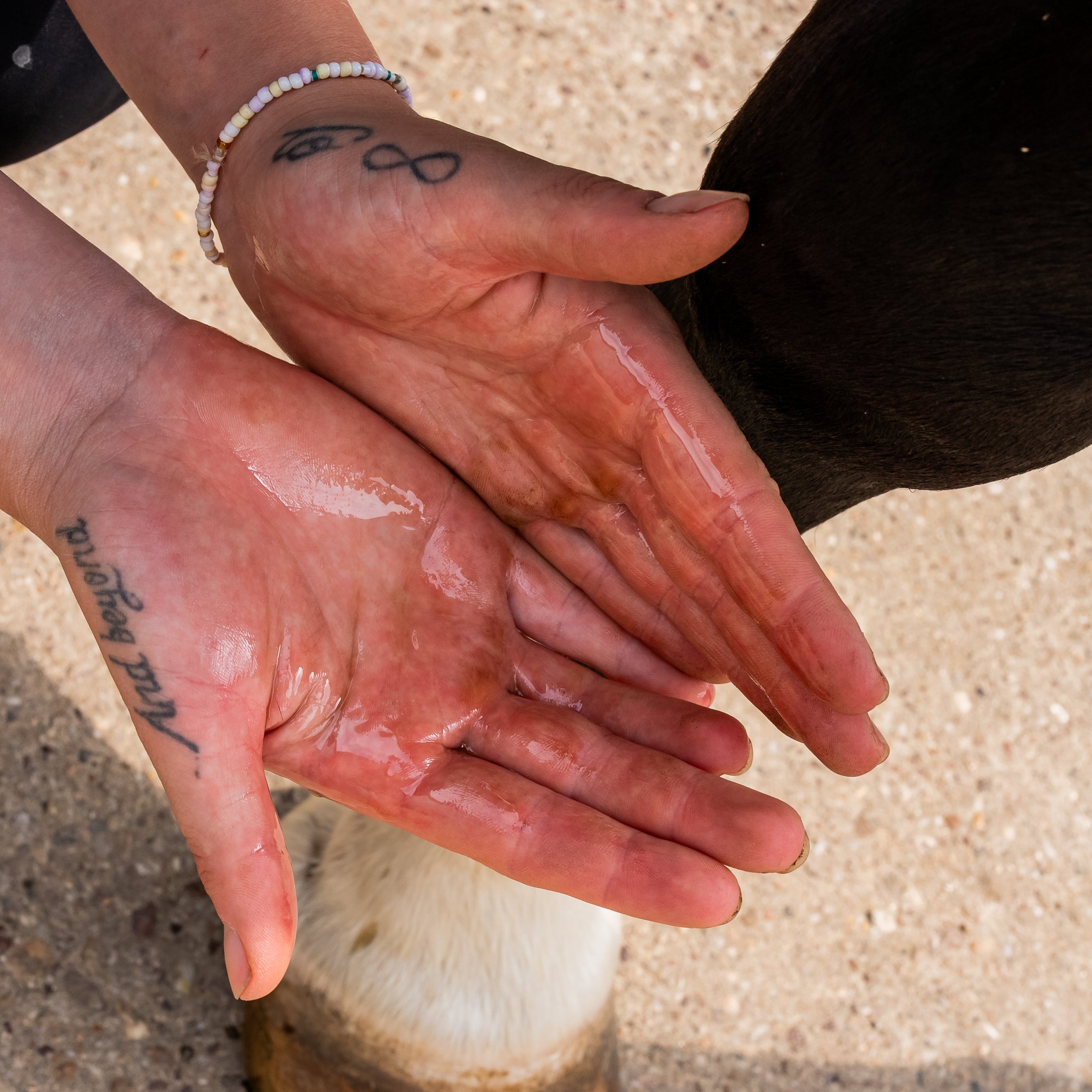 Détail de la texture du huile soutien tendineux naturel Cura naturale pour cheval