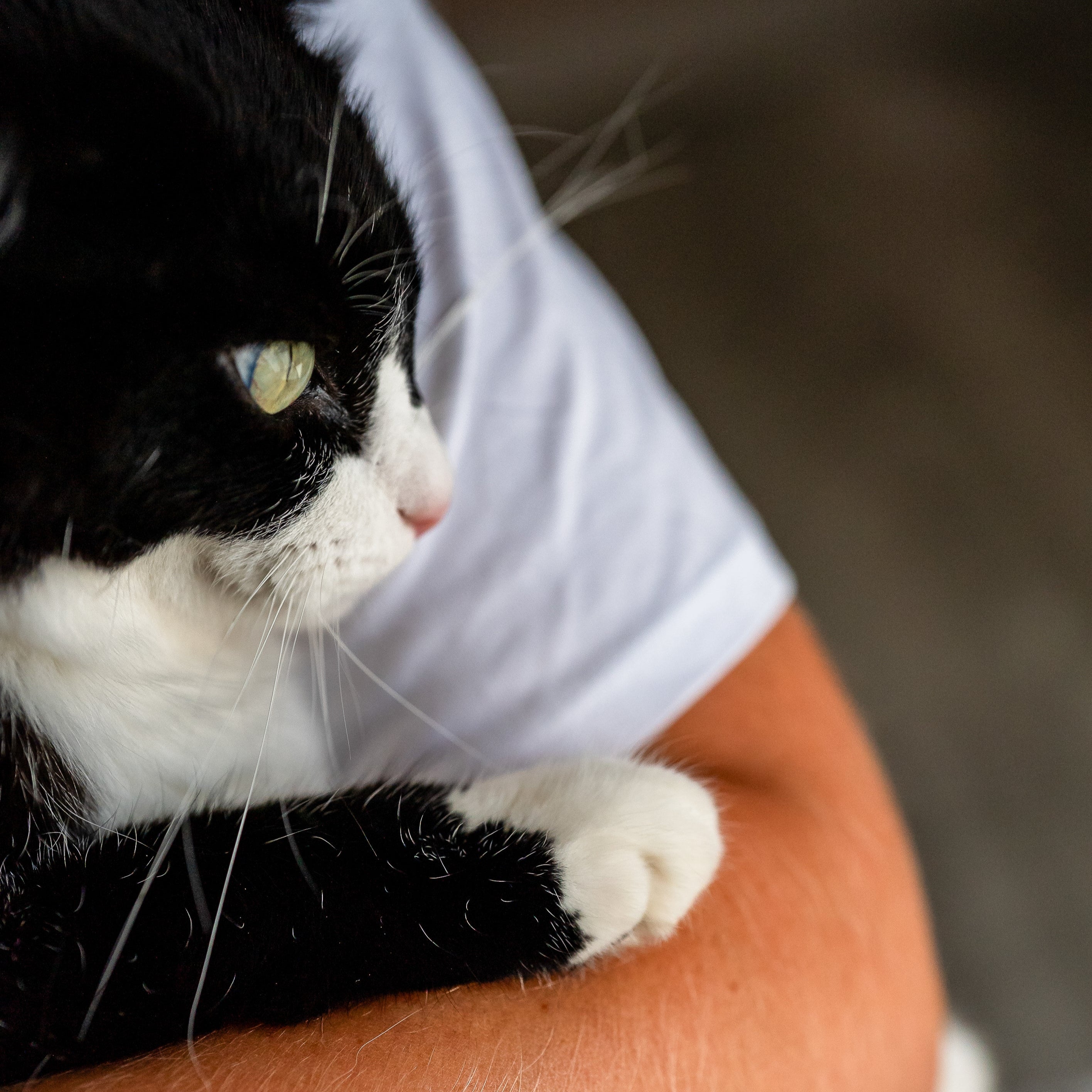 Photo site section soins naturels pour chat