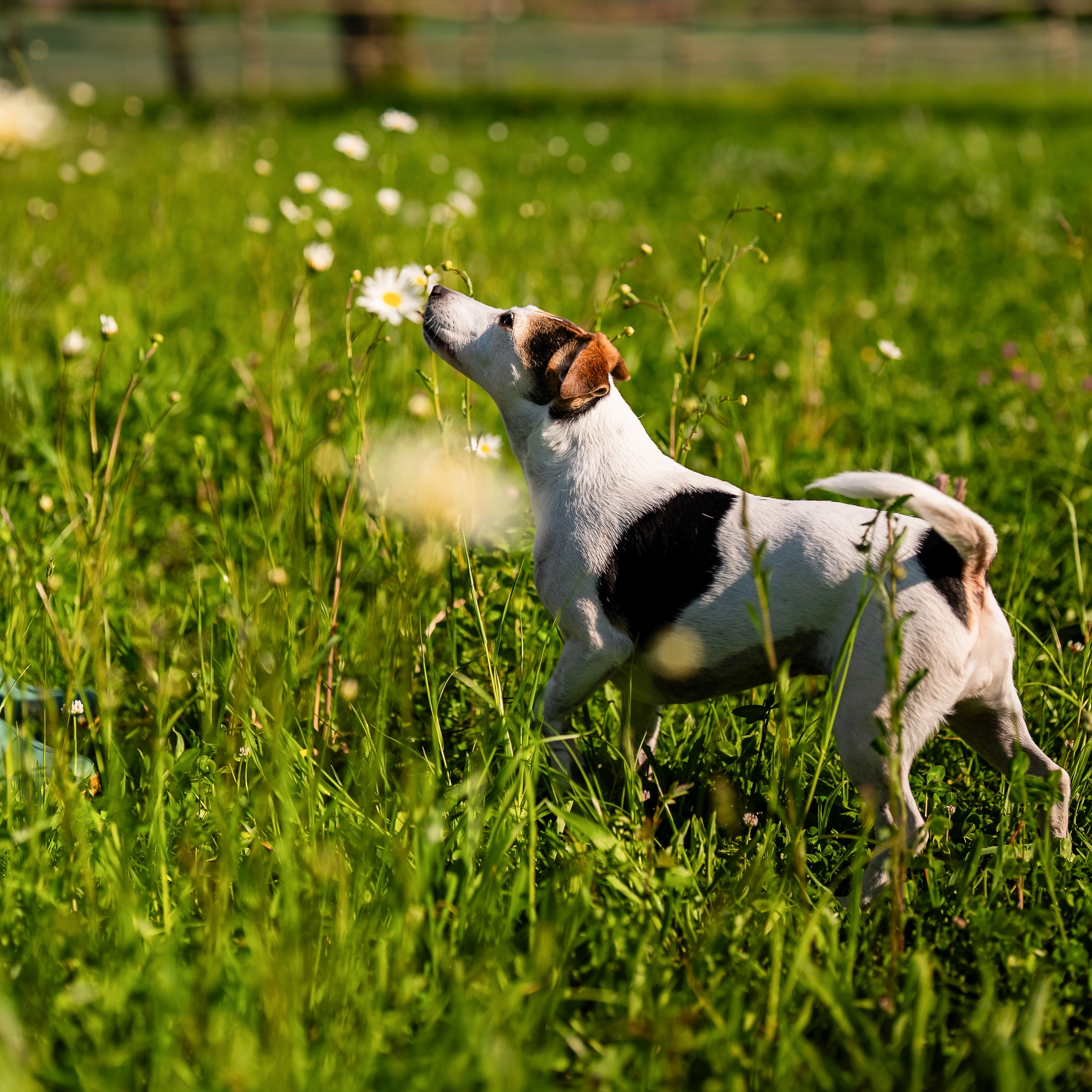 Photo site section soins naturels pour chiens